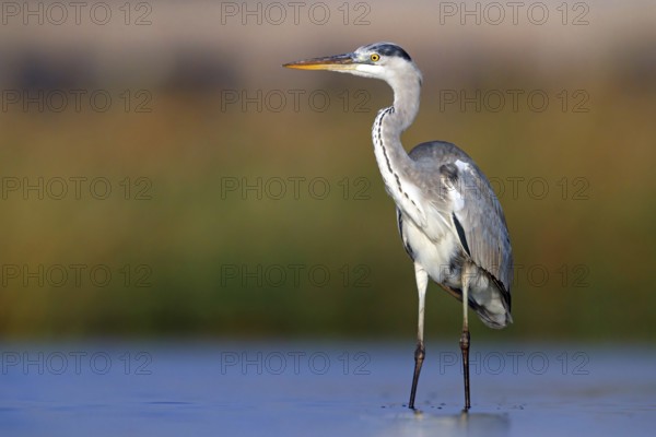 Great Egret, Heron, foraging, (Ardea cinerea) Salalah, Raysut, Dhofar, Oman, Asia