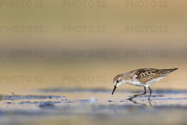 Little sandpiper (Calidris minuta), foraging in the Salalah biotope, Raysut, Sohar, Oman, Asia