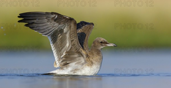 Hemprich's Gull, (Ichthyaetus hemprichii), (Larus hemprichii), Fish Eagle Gull Salalah, Raysut, Dhofar, Oman, Asia