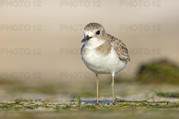 Desert plover, (Charadrius leschenaultii), animals, birds, biotope, habitat, foraging, Middle East, wader, plover family, Barr Al Hikman, Shannah, Ash Sharqiyah South, Oman, Asia