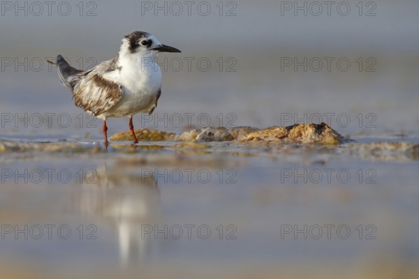 White-winged Tern, (Chlidonias leucopterus), Chlidonias leucoptera, biotope, habitat, foraging, East Khawr Khawr Ad Dahariz, Salalah, Dhofar, Oman, Asia