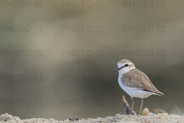White-fronted plover, White-fronted plover, (Chaeadrius marginatus), (Ochthodromus marginatus), biotope, habitat, animals, birds, plover family, Kartong beach, Kartong, South Bank, Gambia, Africa