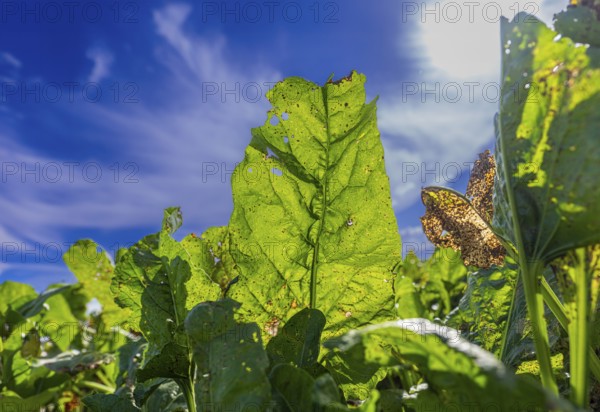 Leaves of sugar beet (Beta vulgaris subsp. vulgaris) on a field backlit against a blue sky, Braunschweig, Lower Saxony, Germany, Europe