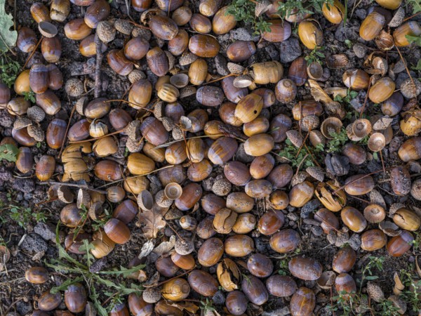 Acorns on the ground under an oak tree, Offenbach am Main, Hesse, Germany, Europe