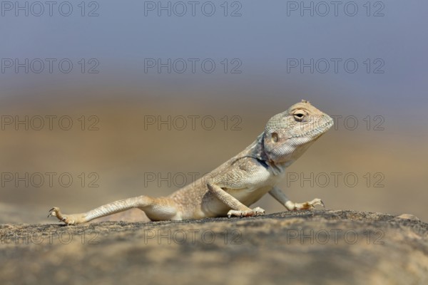 (Pseudotrapelus dhofarensis), Dhofar Desert Agama, agama, lizard, reptile, rock, agama species in the Middle East, Khawr Rawri, Salalah, Dhofar, Oman, Asia