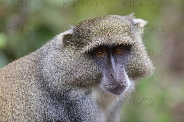 Samango white-throated monkey, (Cercopithecus mitis), (Cercopithecus mitis labiatus), Pondoland white-throated monkey, Diademed monkey, primate, monkey, iSimangaliso Wetland Park, St. Lucia, KwaZulu-Natal, South Africa, Africa