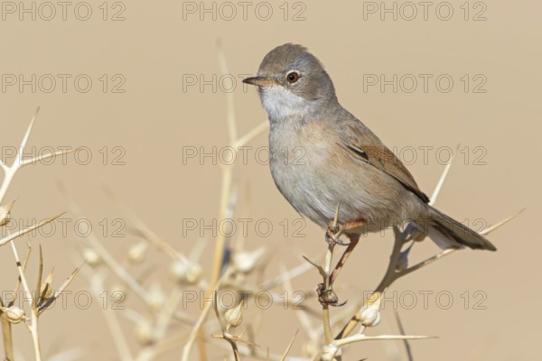 Spectacled warbler, S (ylvia conspicillata), animals, birds, perching, songbird, warbler family, Israel, Asia