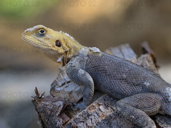 Settler agama, (Agama agama), animals, reptiles, agama, Cairo garden lodge Kuntaur, Kuntaur, North Bank, Gambia, Africa