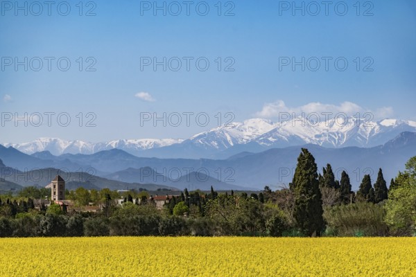 A serene landscape with snow-capped mountains, a field of yellow flowers, and a small church under a bright blue sky, rapeseed