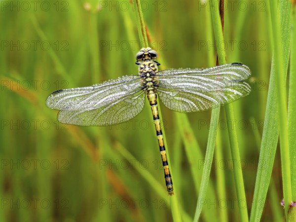 Southern Hawker, dragonfly, insect, (Aeshna cyanea), dragonfly family, Europe, Greece, Lesbos Island, Lesbos, Lesbos Island, Greece, Europe