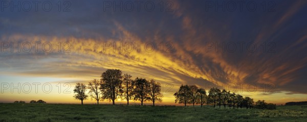 Panorama, row of trees in the approach of a cloud front