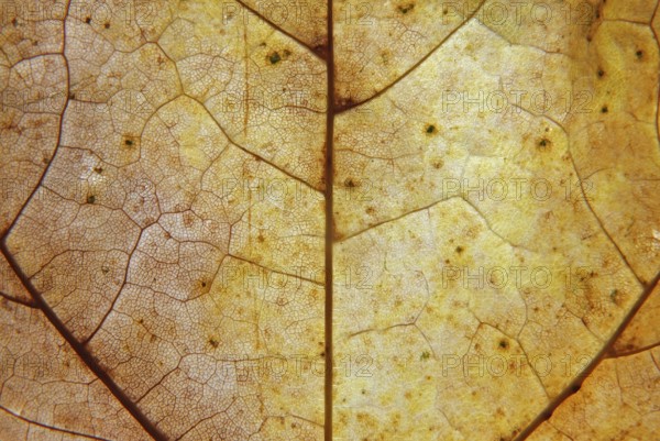 Full frame close up of a yellow and brown autumn leaf with veins and cells show in detail