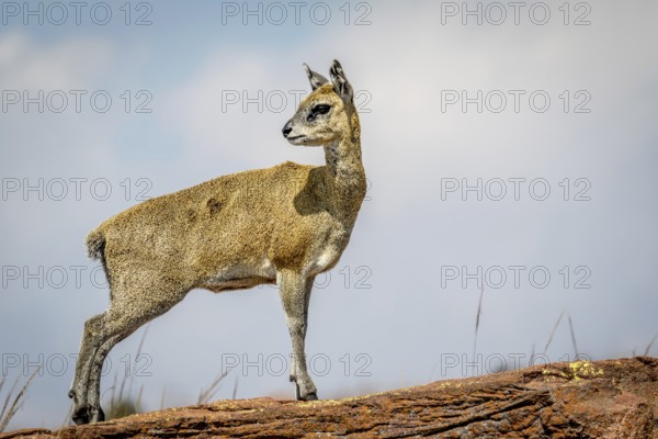 Klipspringer standing on a rock and starring in the Marakele National Park, South Africa, Africa