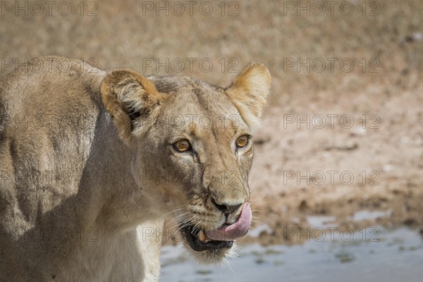 Lioness licking herself in the Kgalagadi Transfrontier Park, South Africa, Africa