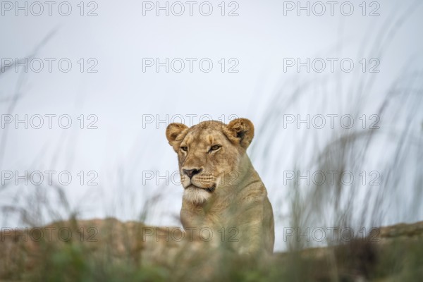 Young male Lion laying on the rocks in the Kruger National Park, South Africa, Africa