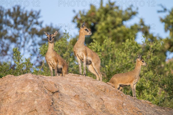 Three Klipspringers on the rocks in the Kruger National Park, South Africa, Africa