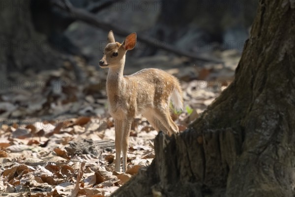 Axis deer, Chital (Axis axis), juvenile, backlight, morning light, Kanha National Park, Tiger Reserve, Jabalpur, Madhya Pradesh, India, Asia