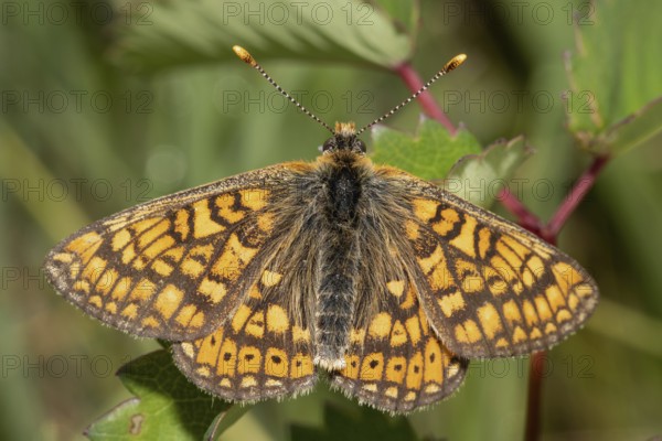 Golden Fritillary, Scabious Fritillary (Euphydryas aurinia)