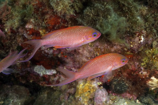 Mediterranean flag perch (Anthias anthias)