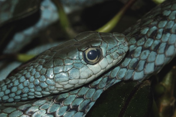 Spotted bush snake (Philothamnus punctatus)