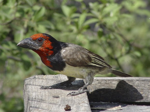 Collared Barbet (Lybius torquatus)