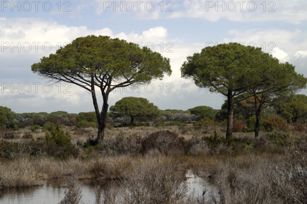 Ombrone estuary (Umbro ostium)