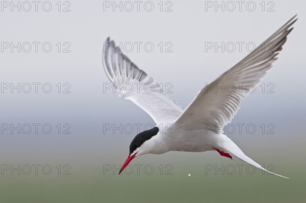Common Tern (Sterna hirundo)