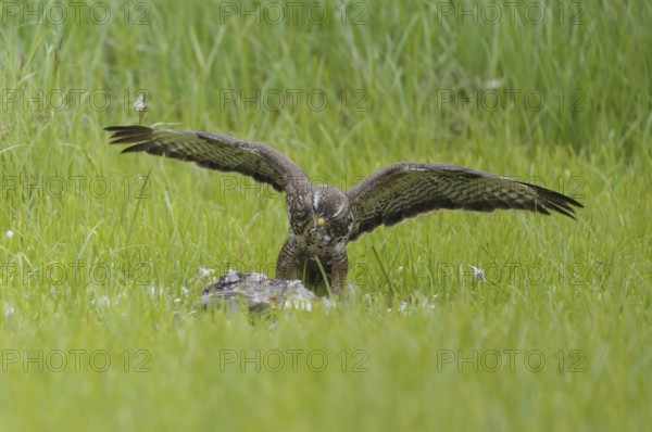 Common buzzard (Buteo buteo)