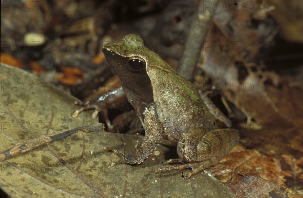 Camouflaged frog (Phrynobatrachus plicatus)
