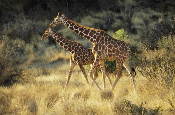 Reticulated giraffe (Giraffa camelopardalis reticulata)