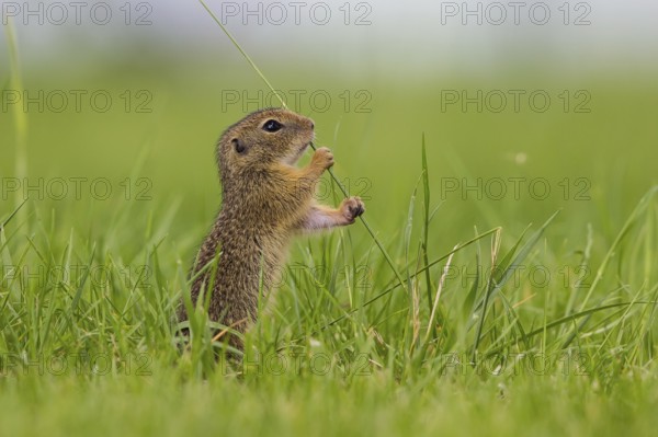 European ground squirrel (Spermophyllus citellus)