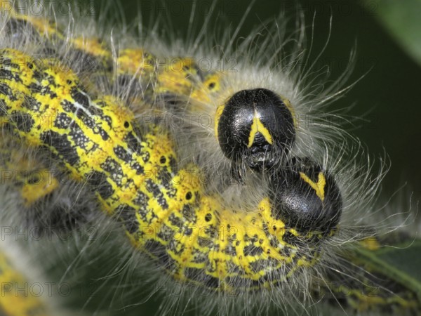 Moonbird (Phalera bucephala)