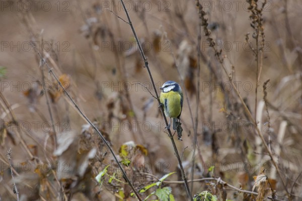 Blue tit