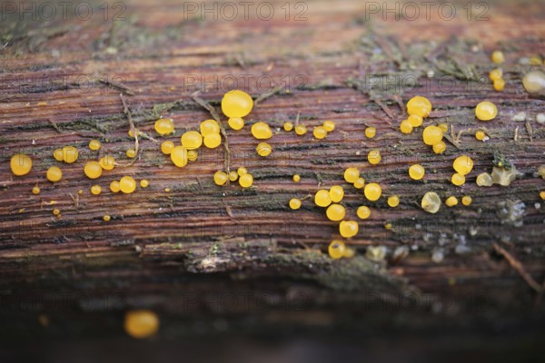 Jelly tear (Dacrymyces)