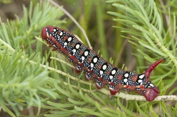 (Hyles euphorbiae)