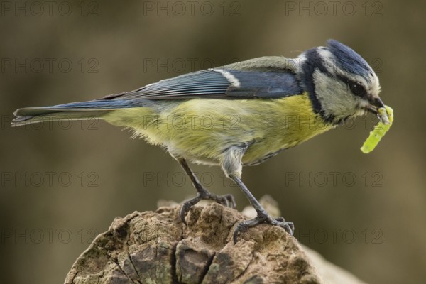 Blue tit (Cyanistes caeruleus)