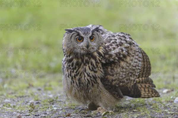 Eurasian Eagle-owl (Bubo bubo)