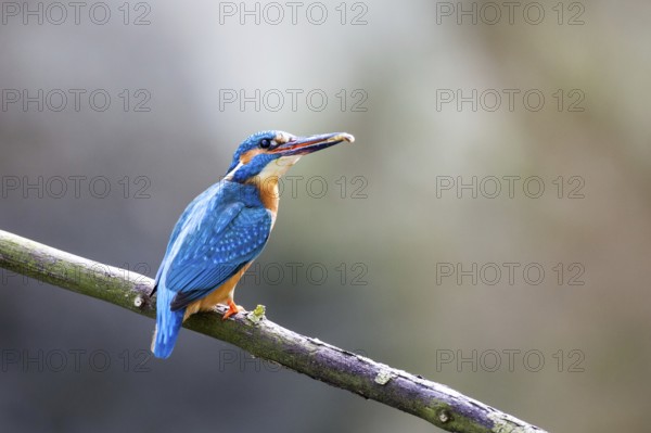 Kingfisher (Alcedo atthis)