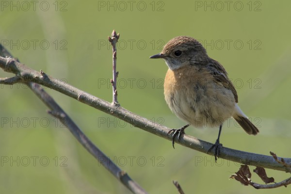 Stonechat (Saxicola rubicola)