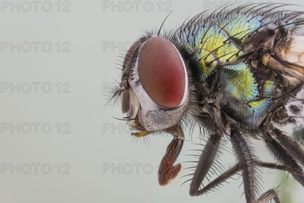 Golden fly (Lucilia sericata)