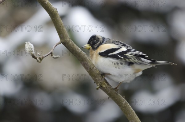 Brambling (Fringilla montifringilla)