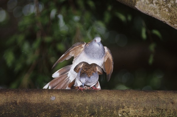 Copper-naped dove mating (Geopelia humeralis)