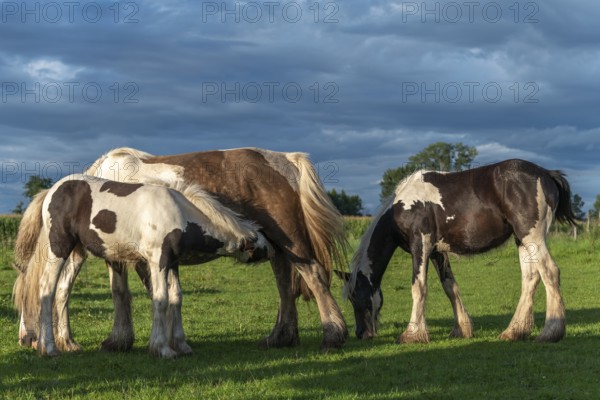 Irish cob horses in a pasture in spring. In the French countryside, horses go out into the meadows to graze on the fresh grass