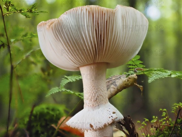 Mushroom Grey spotted amanita (Amanita excelsa), blurred background, North Rhine-Westphalia, Germany, Europe