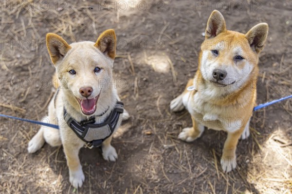 Two red Shiba Inu dogs are seen sitting side by side in the park. One mature canine and a young puppy pose for portrait with copy space below