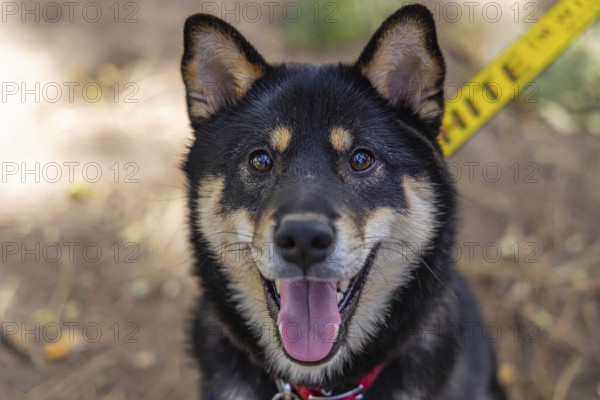 Closeup and front headshot of a healthy black and tan Shiba Inu pet dog sitting in the park during a walk. Popular breed of Spitz canine from Japan