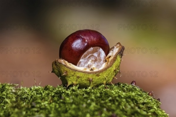 Chestnut in a shell on a moss
