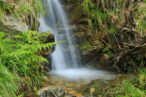 A small waterfall falls over rocky terrain, surrounded by ferns and roots, Fahler Wasserfall, Todtnau, Black Forest, Baden- Württemberg, Germany, Europe