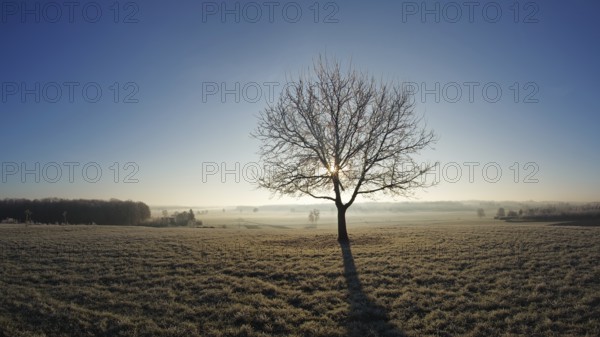 Tree at sunrise