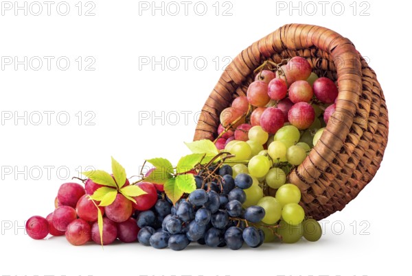 Basket and scattered grapes isolated on a white background